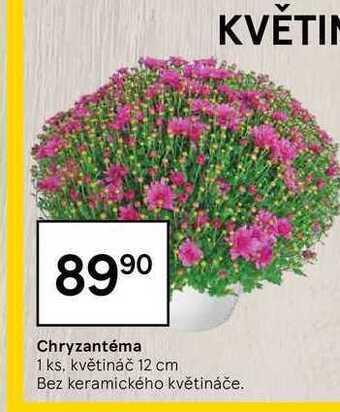 Tesco Chryzantéma 1 ks nabídka