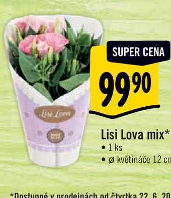 Albert Lisi lova mix, pr. květináče 12 cm nabídka
