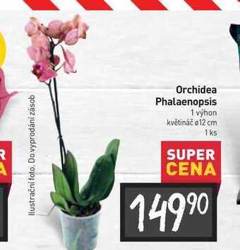 Billa Orchidea phalaenopsis 1 výhon nabídka