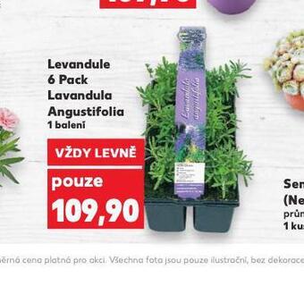 Kaufland Levandule nabídka