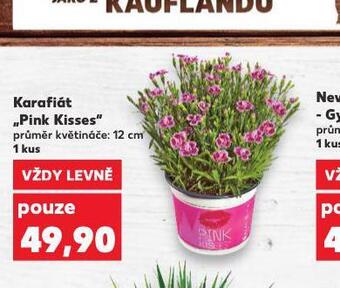 Kaufland Karafiát pink kisses nabídka