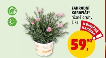 Penny Market ZAHRADNÍ KARAFIÁT nabídka