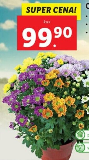 Lidl CHRYZANTÉMA ELLE FLEUR nabídka