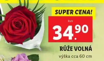Lidl RŮŽE VOLNÁ nabídka