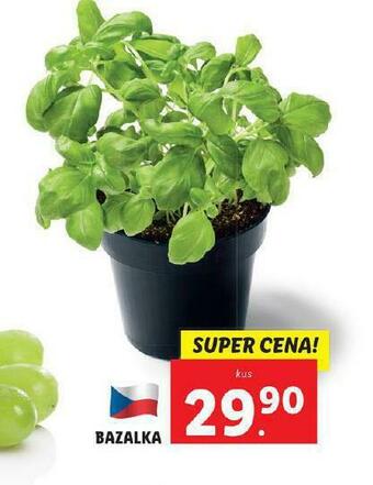Lidl Bazalka nabídka