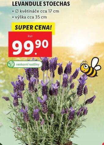 Lidl Levandule stoechas nabídka
