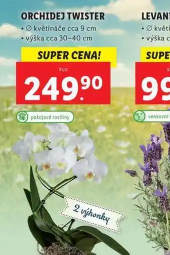 Lidl Orchidej twister nabídka