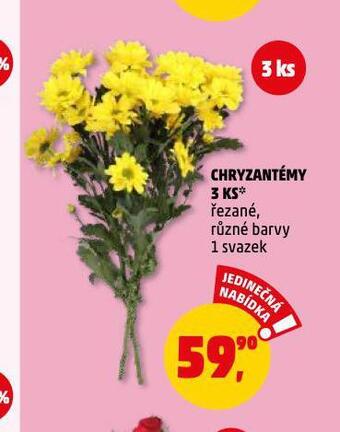 Penny Market Chryzantéma nabídka