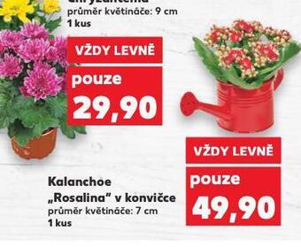 Kaufland Kalanchoe nabídka