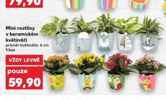 Kaufland Mini rostliny nabídka