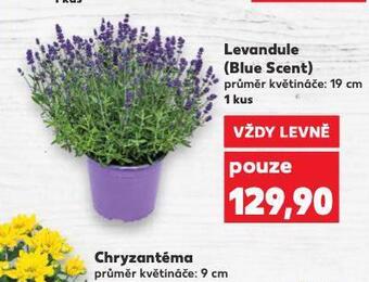 Kaufland Levandule nabídka