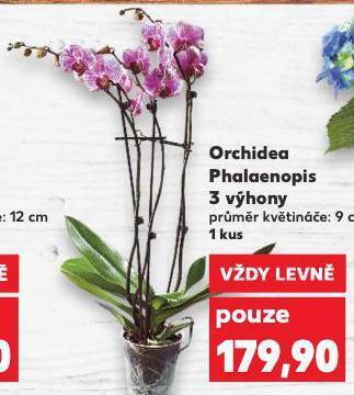 Kaufland Orchidea phalaenopsis nabídka