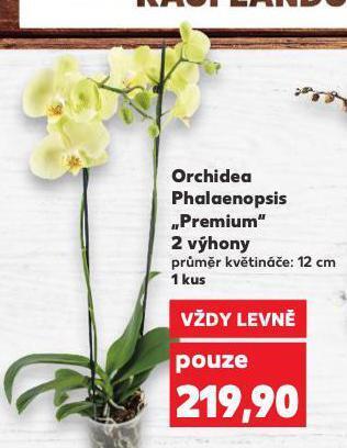 Kaufland Orchidea phalaenopsis nabídka