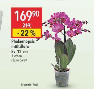 Globus Phalaenopsis nabídka