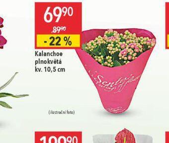 Globus Kalanchoe nabídka