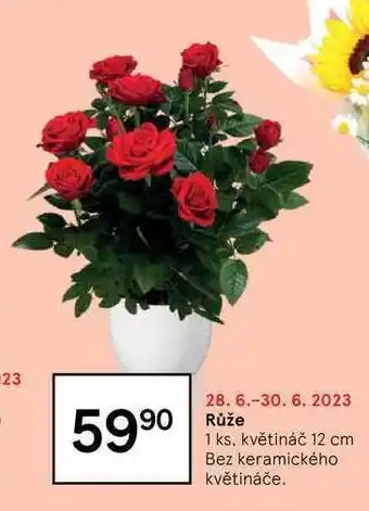 Tesco Růže 1 ks nabídka