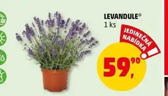 Penny Market Levandule, 1 ks nabídka