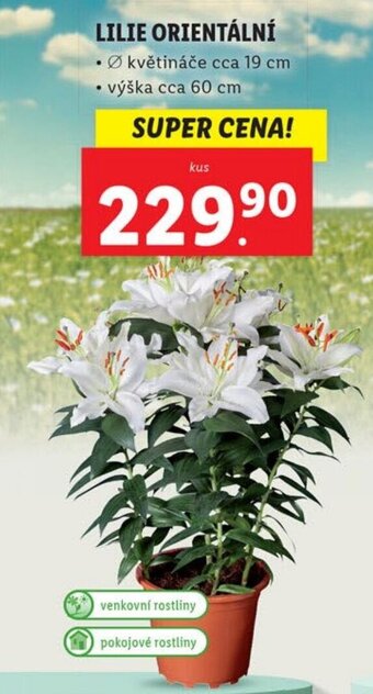Lidl LILIE ORIENTÁLNÍ nabídka