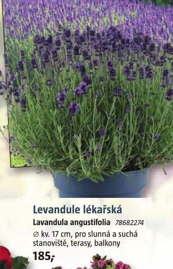 Levandule lékařská