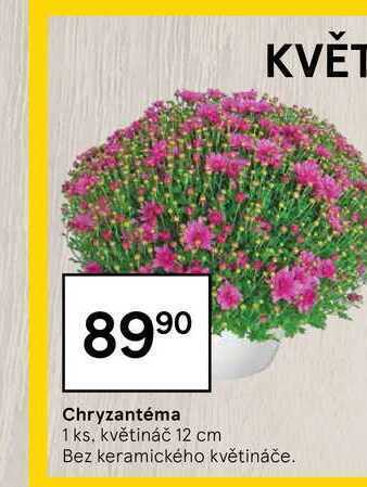 Tesco Chryzantéma 1 ks nabídka