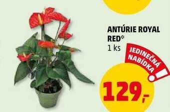 Penny Market Antúrie royal red, 1 ks nabídka