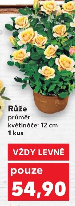Kaufland Růže nabídka