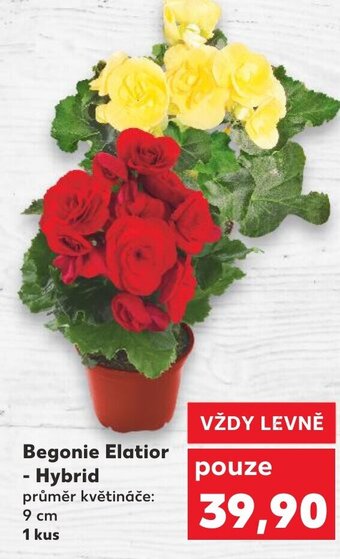 Kaufland Begonie Elatior - Hybrid nabídka
