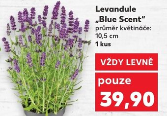 Kaufland Levandule ,,Blue Scent" nabídka