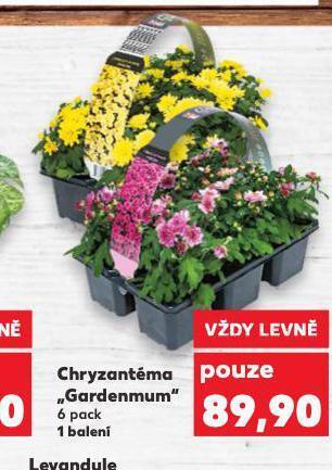 Kaufland Chryzantéma nabídka