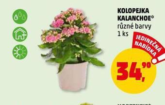 Penny Market Kolopejka kalanchoe nabídka