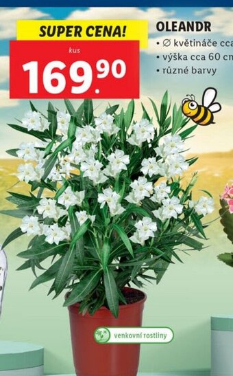 Lidl OLEANDR nabídka