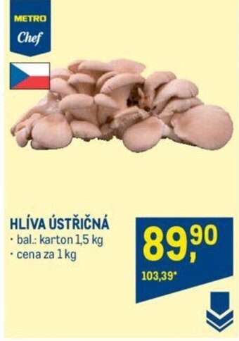 Makro HLÍVA ÚSTŘIČNÁ nabídka
