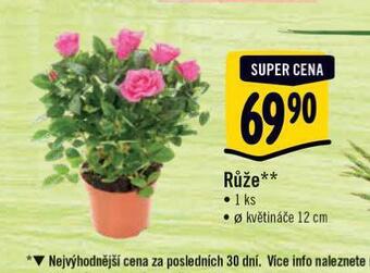 Albert Růže nabídka