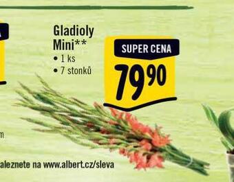 Albert Gladioly mini nabídka