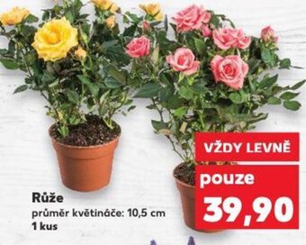 Kaufland Růže nabídka