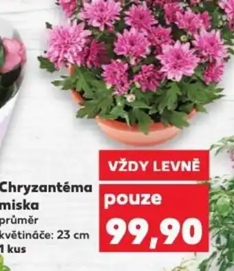 Kaufland Chryzantéma miska průměr květináče: 23 cm 1 kus nabídka