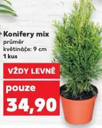 Kaufland Konifery mix průměr květináče: 9 cm 1 kus nabídka