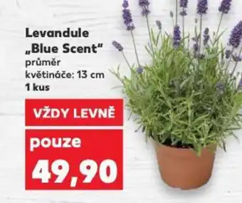 Kaufland Levandule „Blue Scent" nabídka