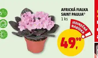 Penny Market Africká fialka saint paulia, 1 ks nabídka