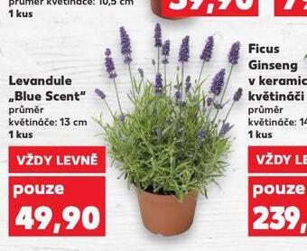 Kaufland Levandule blue scent nabídka