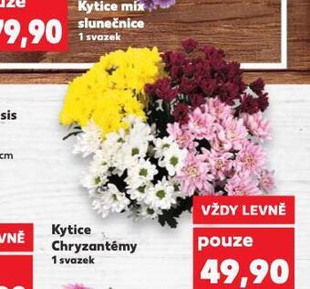 Kaufland Kytice chryzantémy nabídka
