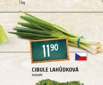 Terno Cibule lahůdková nabídka