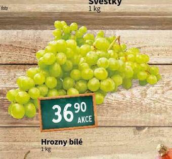 Terno Hrozny bílé nabídka
