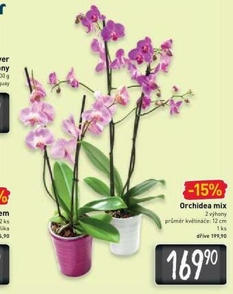 Billa Orchidea mix nabídka