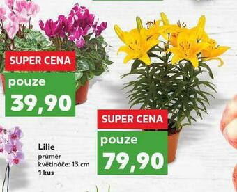 Kaufland Lilie nabídka
