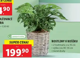 Lidl ROSTLINY V KOŠÍKU nabídka
