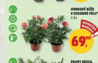 Penny Market Hrnkové růže v ozdobné fólii nabídka