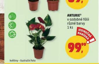 Penny Market Anturie nabídka