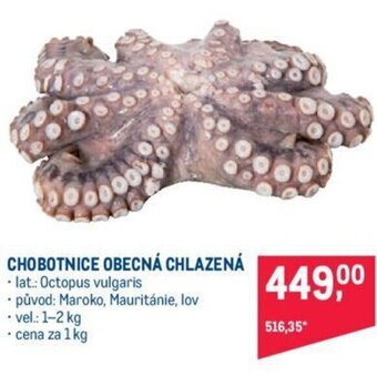 Makro CHOBOTNICE OBECNÁ CHLAZENÁ nabídka
