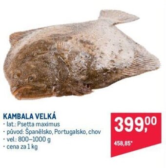 KAMBALA VELKÁ
